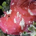 scorpionfish_leaf_ni_h_0007_pal0123.jpg